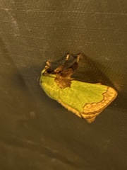 Parasa pastoralis