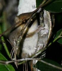 Microcebus lehilahytsara