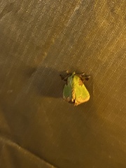 Parasa pastoralis