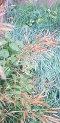 Bromus inermis