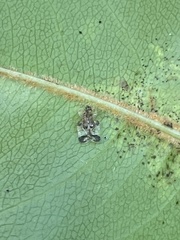 Corythucha associata