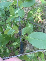 Corythucha associata