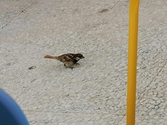 Passer hispaniolensis hispaniolensis