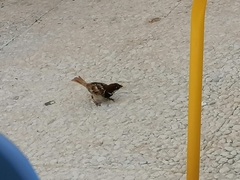 Passer hispaniolensis hispaniolensis