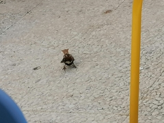 Passer hispaniolensis hispaniolensis