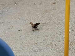 Passer hispaniolensis hispaniolensis