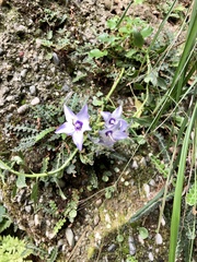 Campanula versicolor