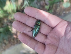 Campsosternus watanabei