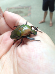 Pseudotorynorrhina japonica