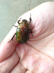 Pseudotorynorrhina japonica