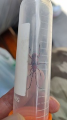 Dicelosternus corallinus