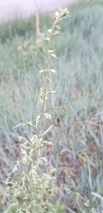 Artemisia sieversiana