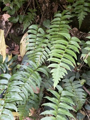 Polystichum lepidocaulon