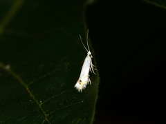Leucoptera laburnella