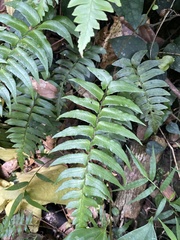 Polystichum lepidocaulon