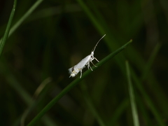 Leucoptera laburnella