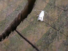 Leucoptera laburnella