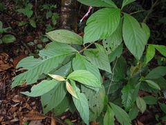 Timonius wallichianus