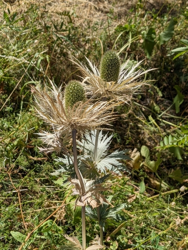 Image of Alpine Sea Holly (Eryngium alpinum) by (c) Denis Bastianelli, some rights reserved (CC BY)