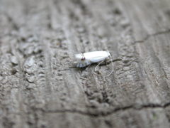 Leucoptera laburnella