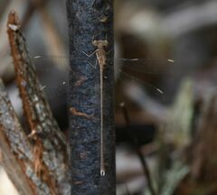 Lestes ochraceus