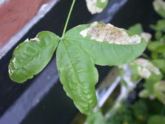 Leucoptera laburnella