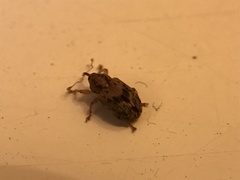 Lignyodes bischoffi