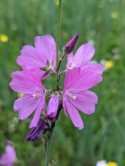 Sidalcea neomexicana