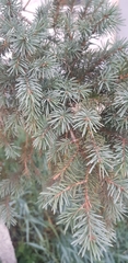 Picea obovata