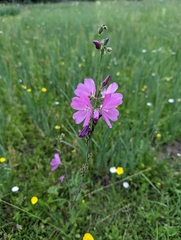 Sidalcea neomexicana