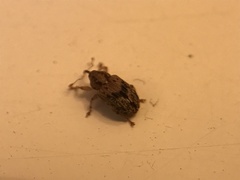Lignyodes bischoffi