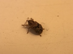Lignyodes bischoffi