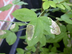 Leucoptera laburnella