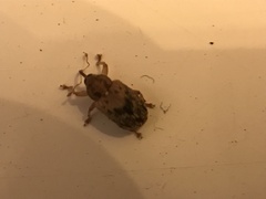 Lignyodes bischoffi