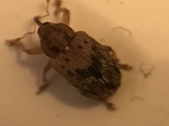 Lignyodes bischoffi