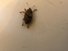 Lignyodes bischoffi