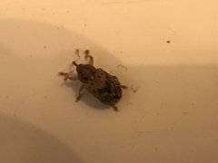 Lignyodes bischoffi