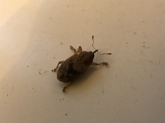 Lignyodes bischoffi