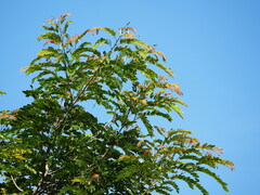 Senna siamea