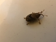 Lignyodes bischoffi