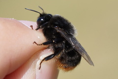 Bombus confusus