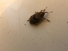 Lignyodes bischoffi