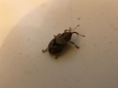 Lignyodes bischoffi