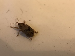 Lignyodes bischoffi