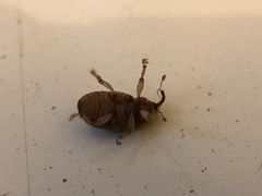 Lignyodes bischoffi