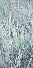 Leymus chinensis