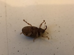 Lignyodes bischoffi