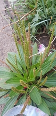 Plantago depressa