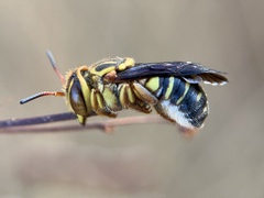 Epanthidium