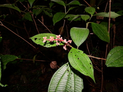 Miconia lappacea
